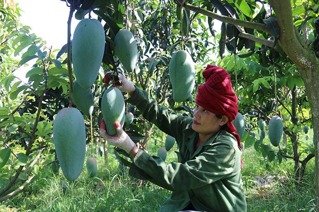 Yeu-to-quyet-dinh-tang-truong-nganh-nong-nghiep-San-xuat-theo-thi-truong